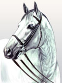 Hunter, Equine Art - Grey Tbred